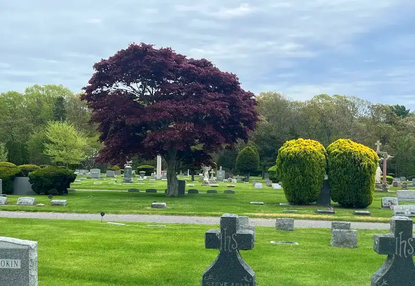 mount pleasant cemetery picturesque tree