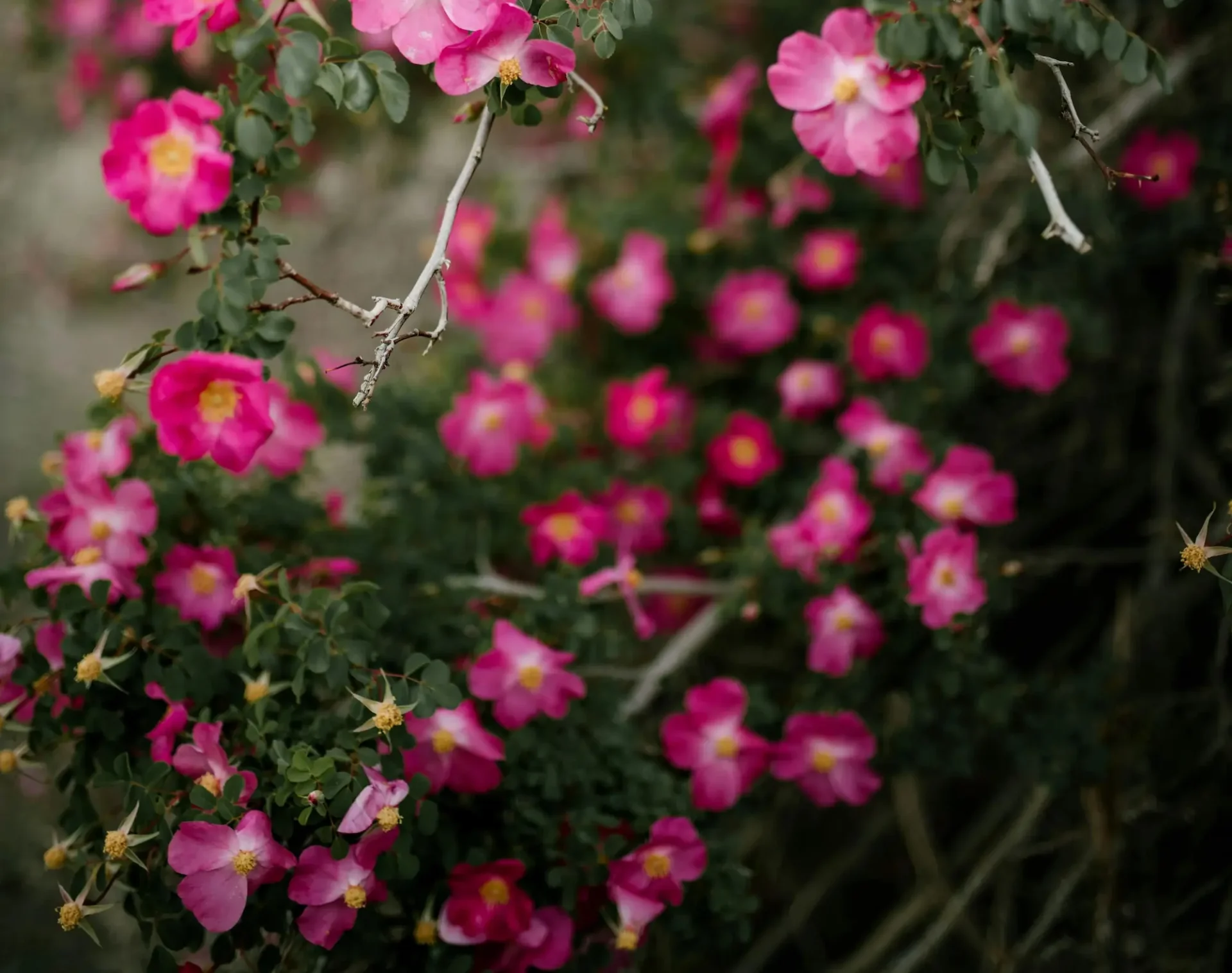 alpine roses