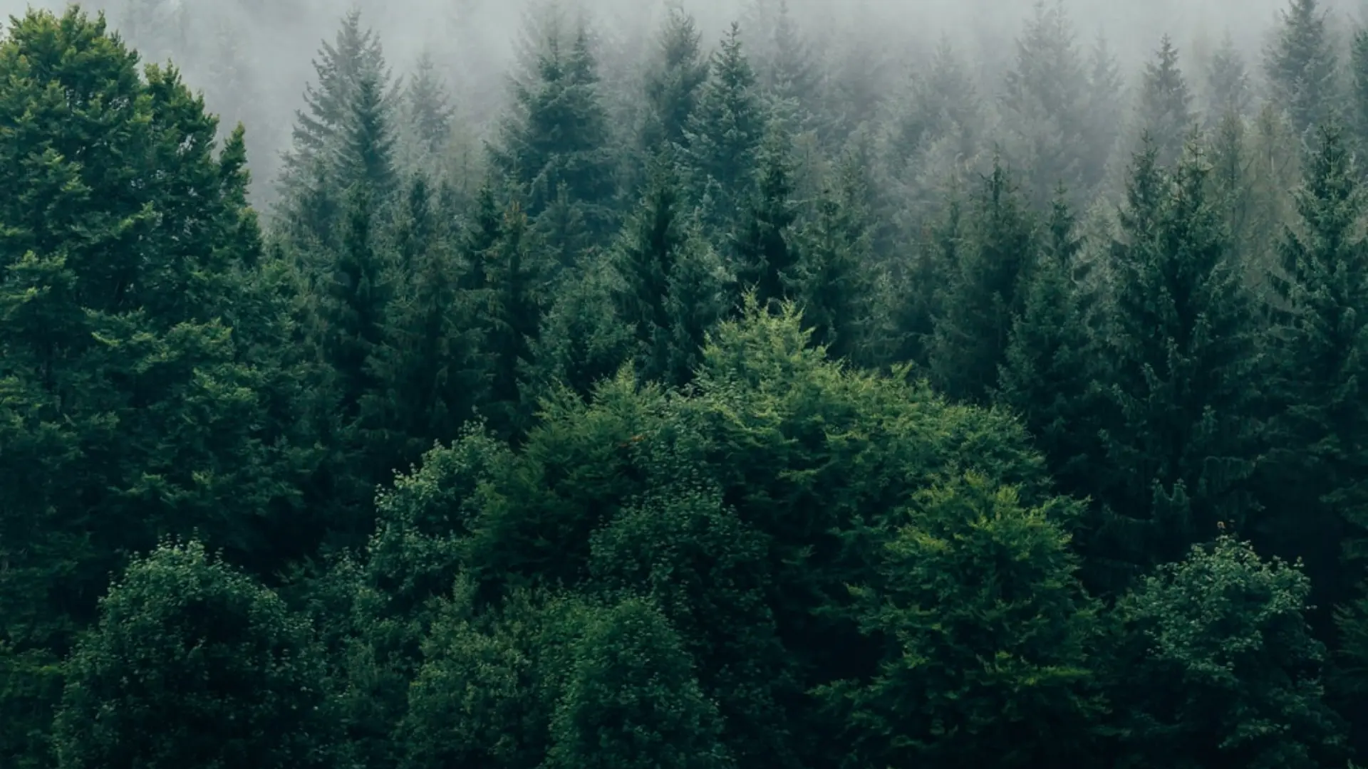 forest of green trees